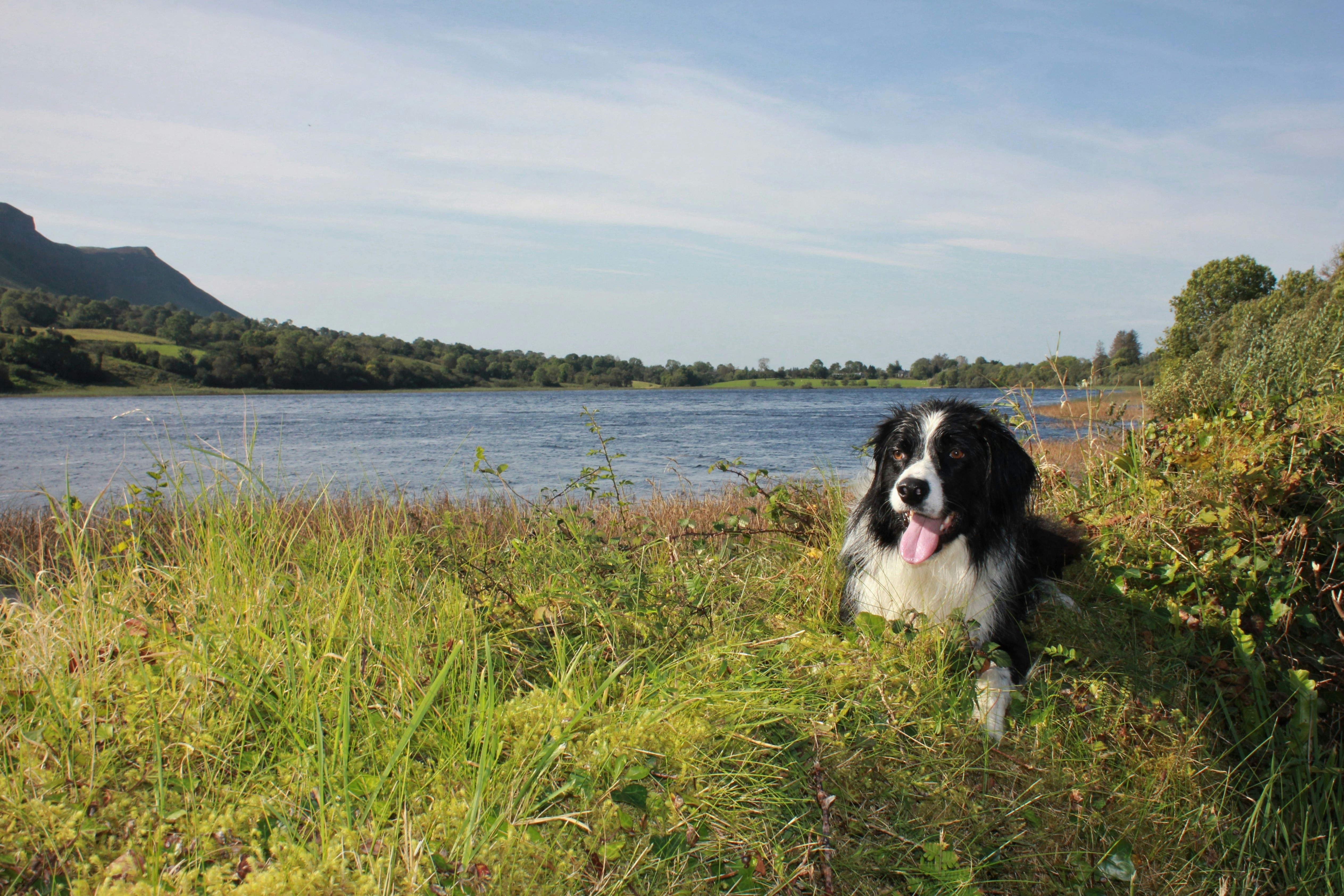 Happy family with dog
