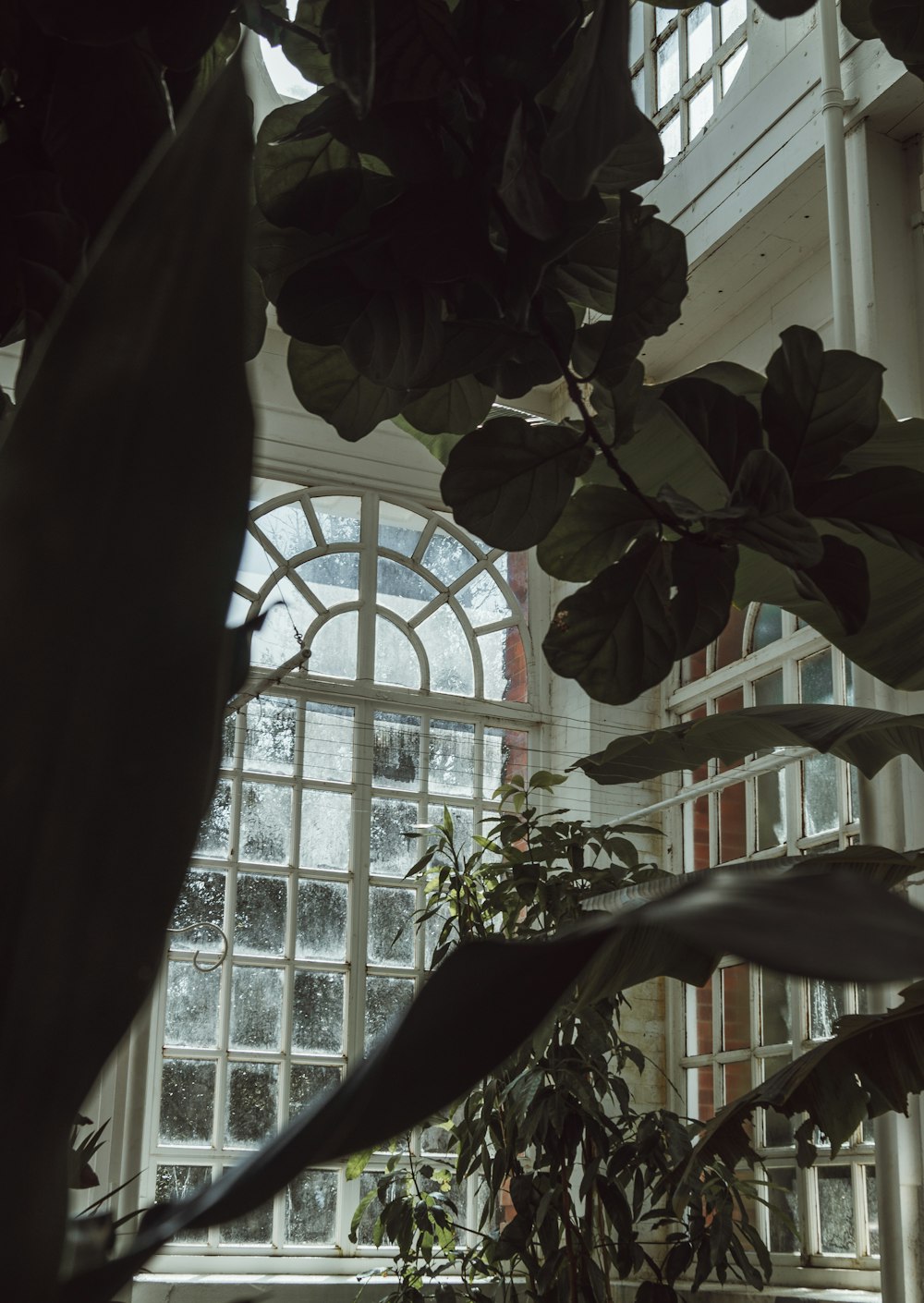 Une pièce avec beaucoup de fenêtres et de plantes