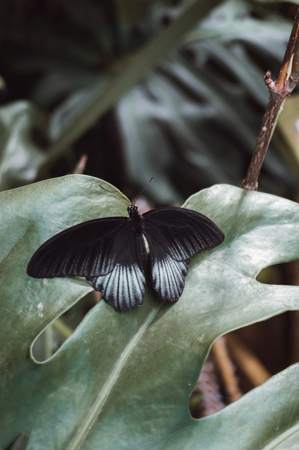 a black and white butterfly sitting on a leaf