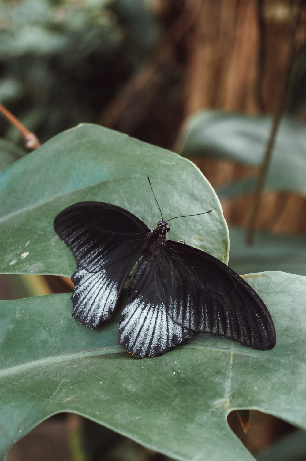 Ein schwarz-weißer Schmetterling sitzt auf einem grünen Blatt
