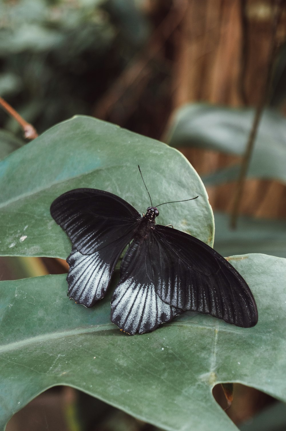 a black and white butterfly sitting on a green leaf