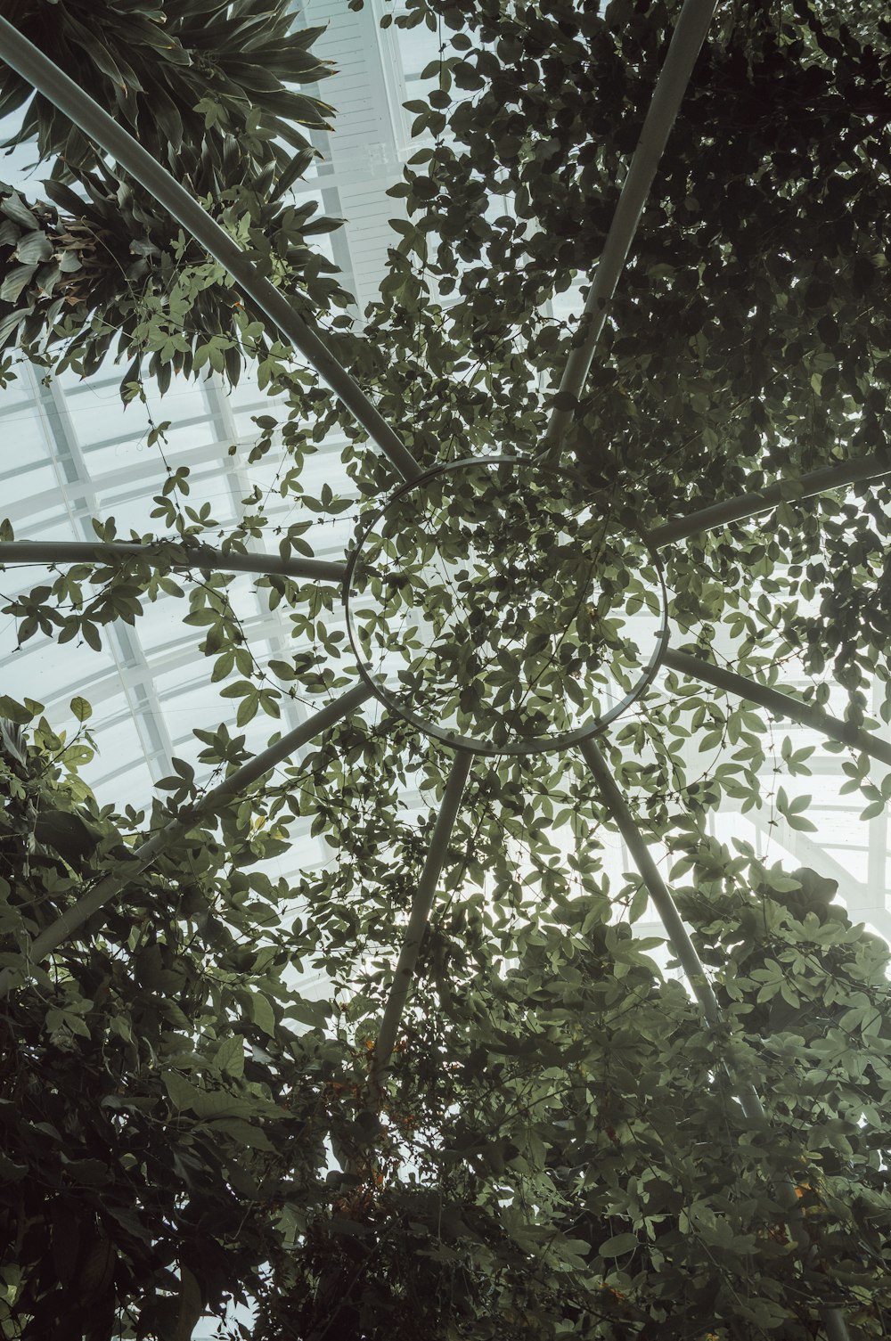 looking up at the canopy of a tree in a greenhouse
