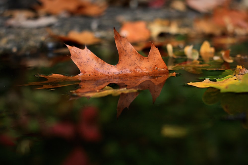 a leaf floating on top of a body of water