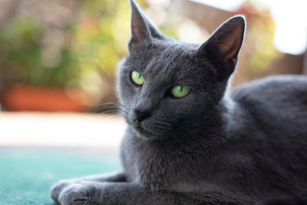 a gray cat with green eyes laying on the floor