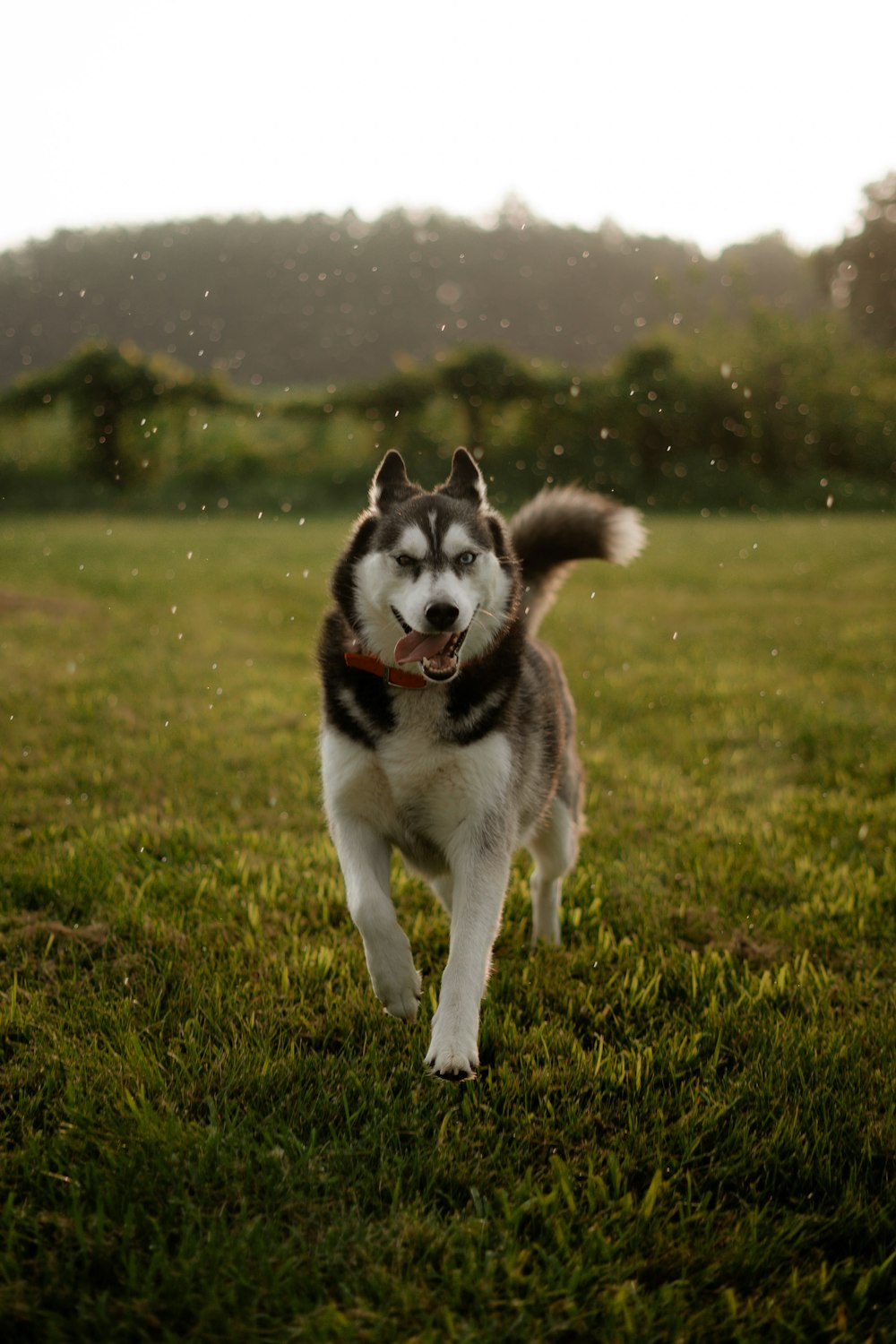 um cão husky correndo através de um campo de grama