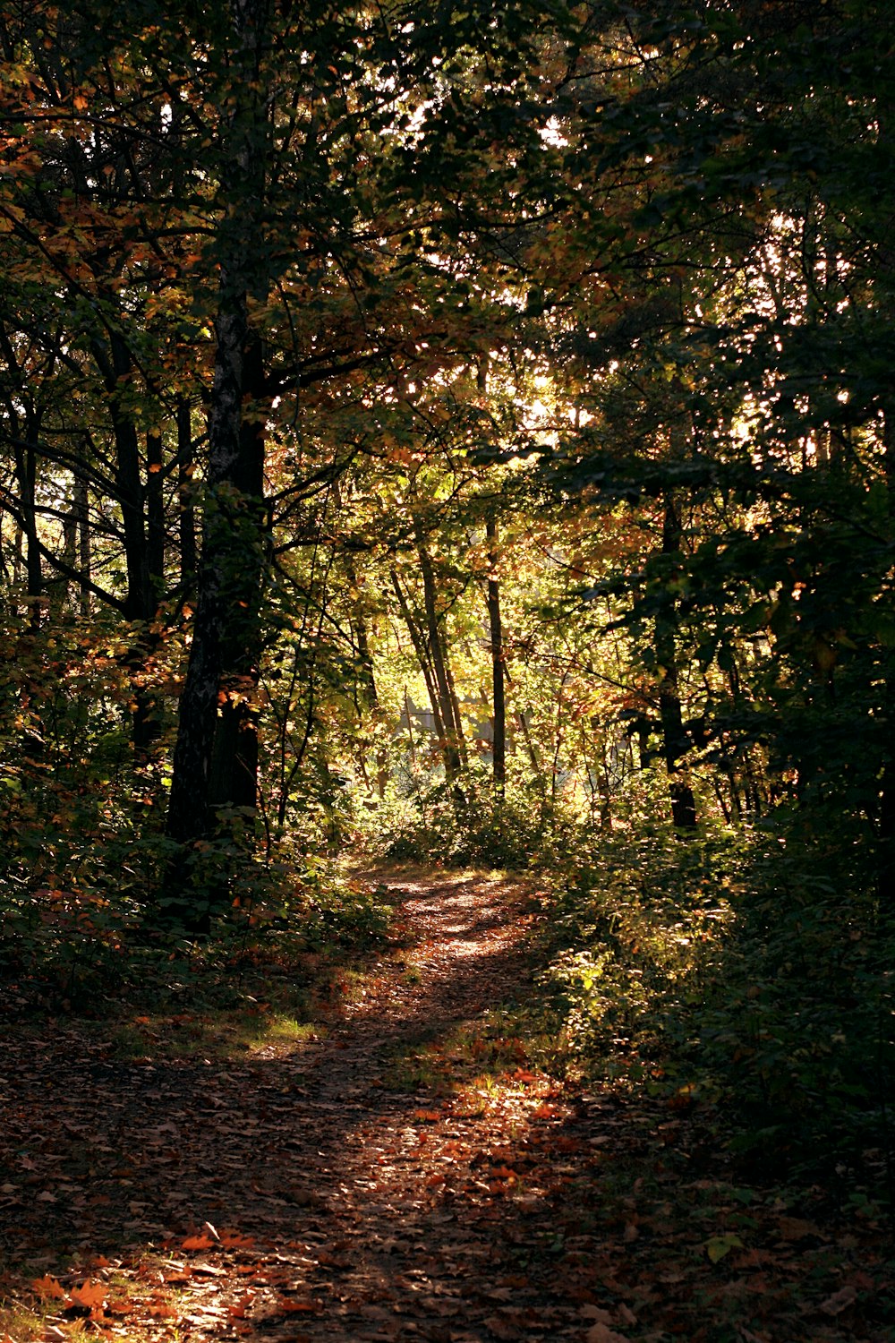 땅에 나뭇잎이 많은 숲속의 길