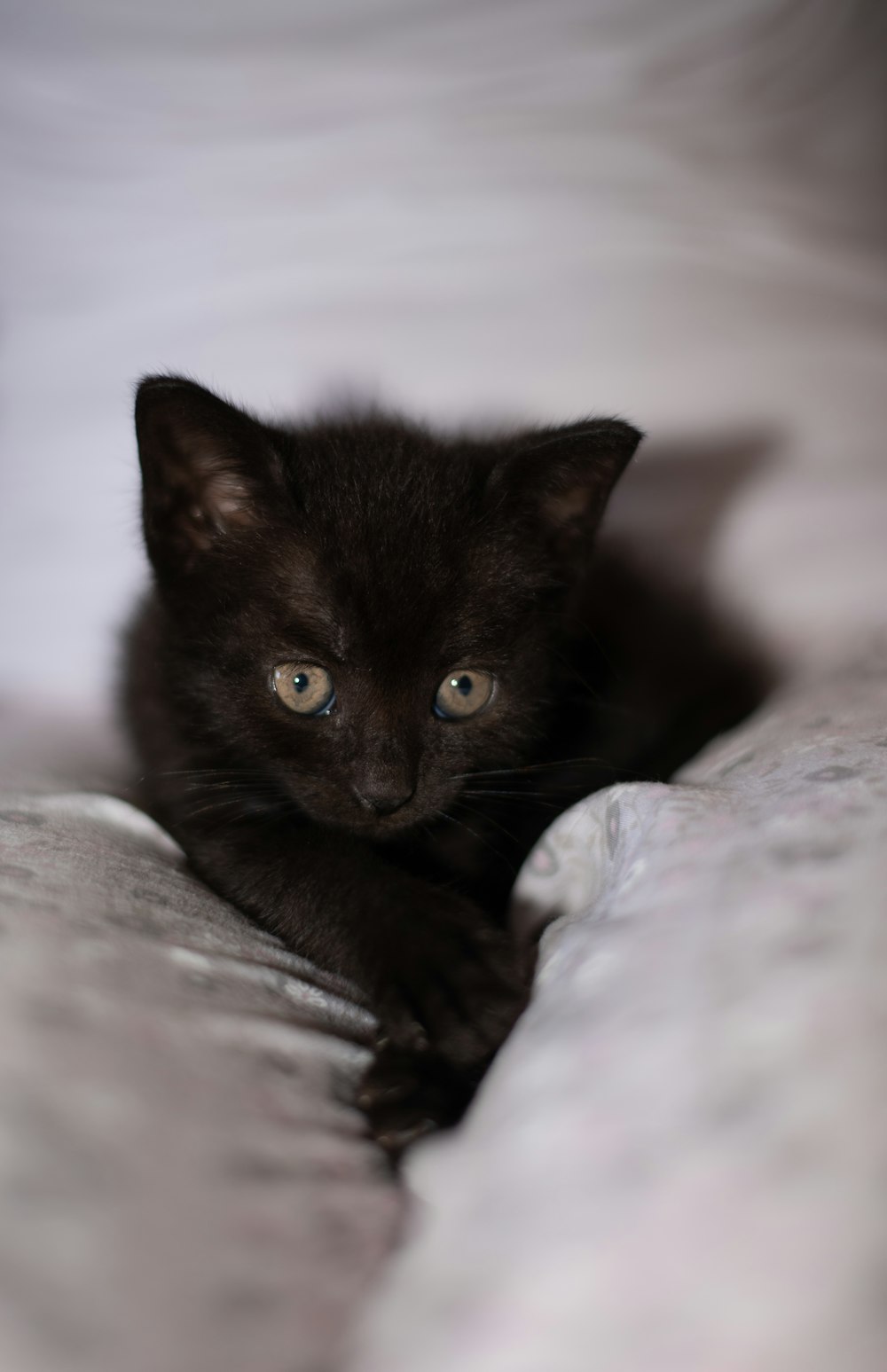 a small black kitten laying on top of a bed