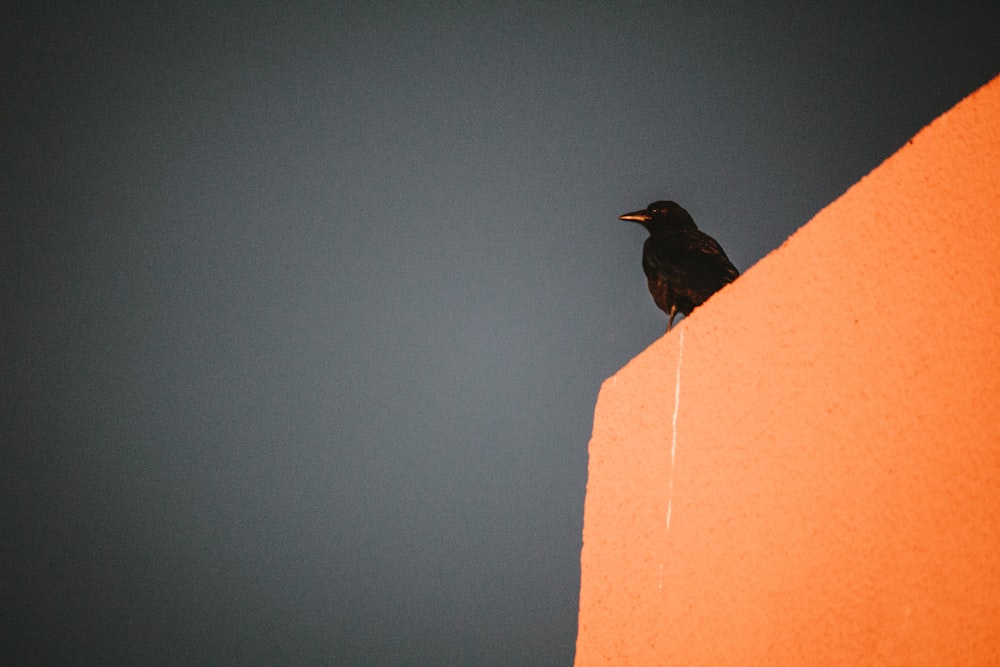 a black bird sitting on top of an orange wall
