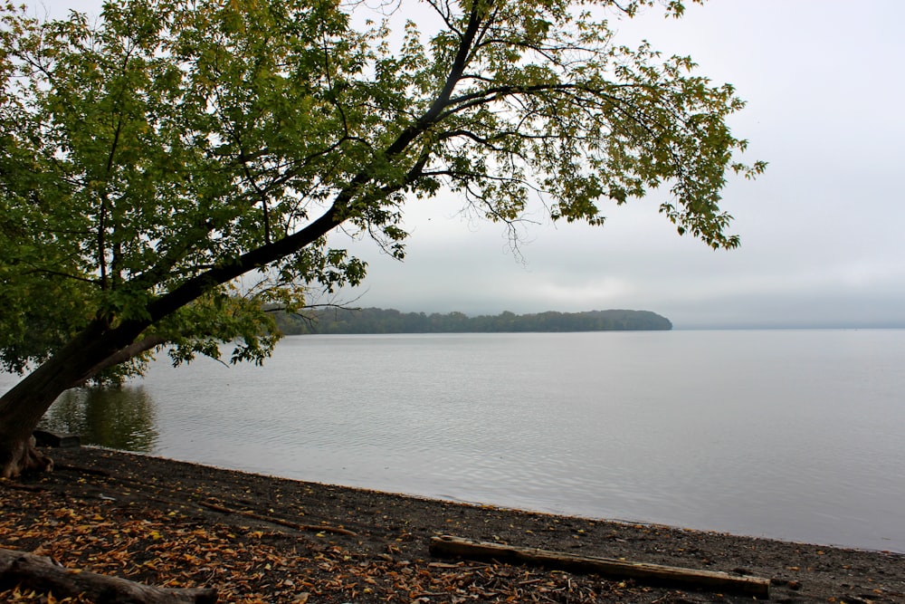 Un árbol sentado en la orilla de un lago