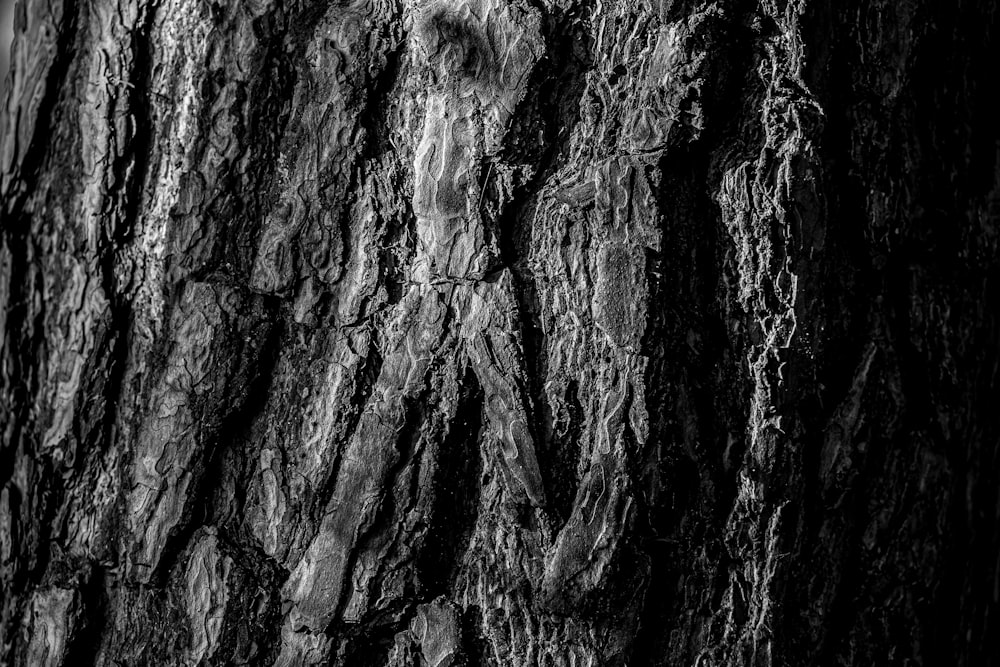 a black and white photo of the bark of a tree