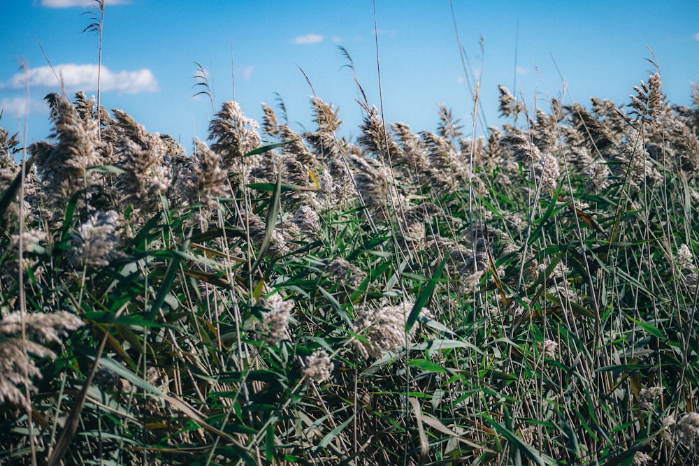 a field full of tall grass under a blue sky