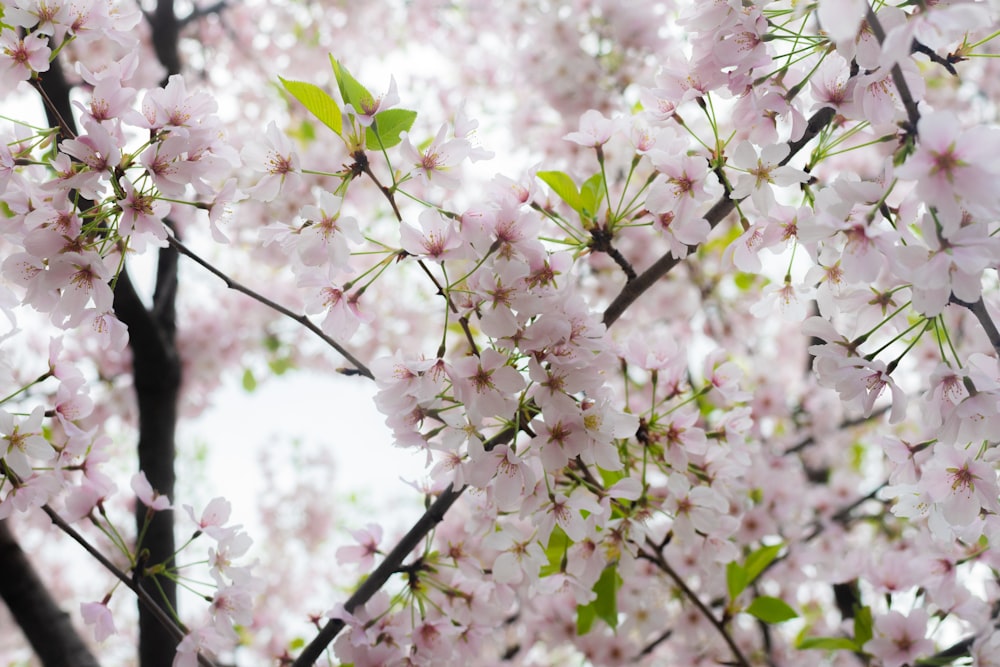 a tree with lots of pink flowers on it