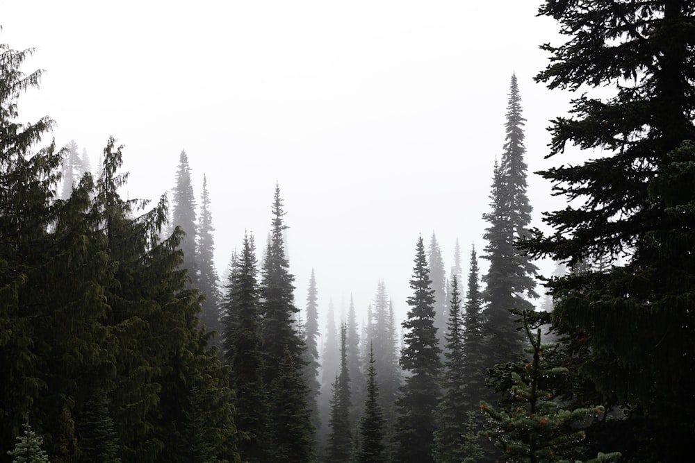 a forest filled with lots of tall pine trees