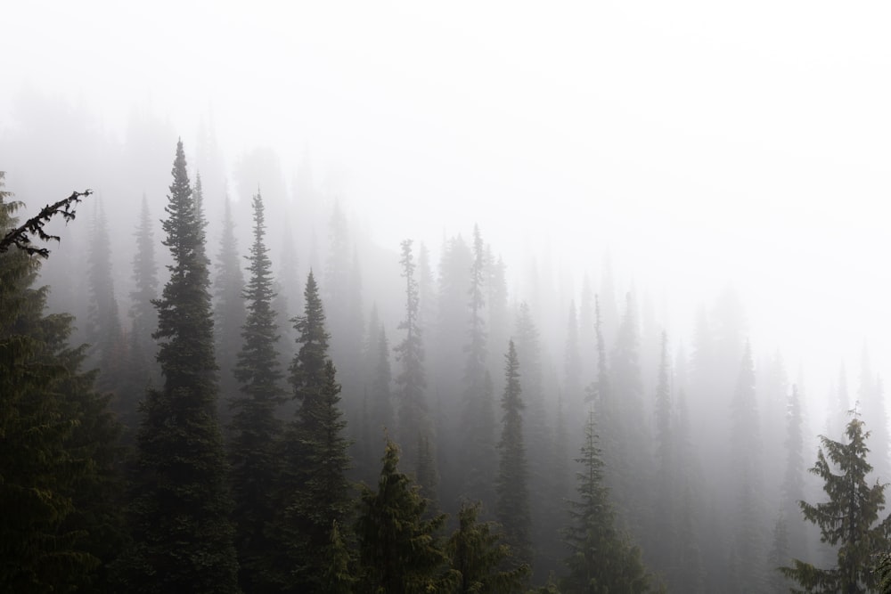 a foggy forest filled with lots of trees