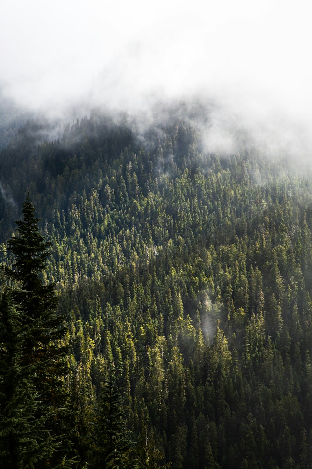 a tree with a mountain in the background