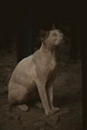 A stray cat with an off-white and gray fur coat sits on a sandy surface. It has a curious expression, with its gaze directed upwards and one of its ears partly visible. The lighting is dim and atmospheric, enhancing the shadows on the cat's body.