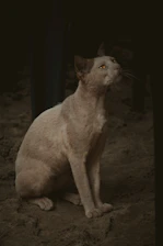 Happy stray cat being fed in a community setting under soft natural light.