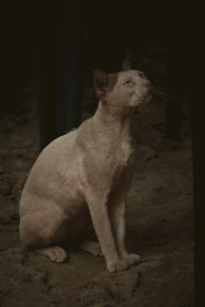 Happy stray cat being fed in a community setting under soft natural light.