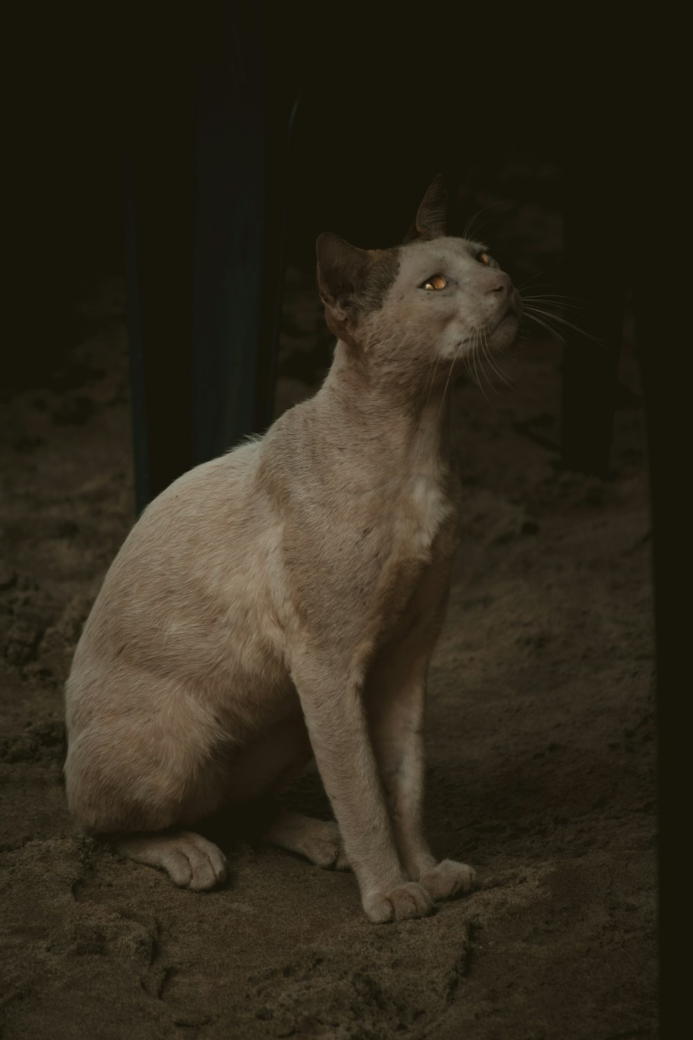 a white cat sitting on top of a dirt field