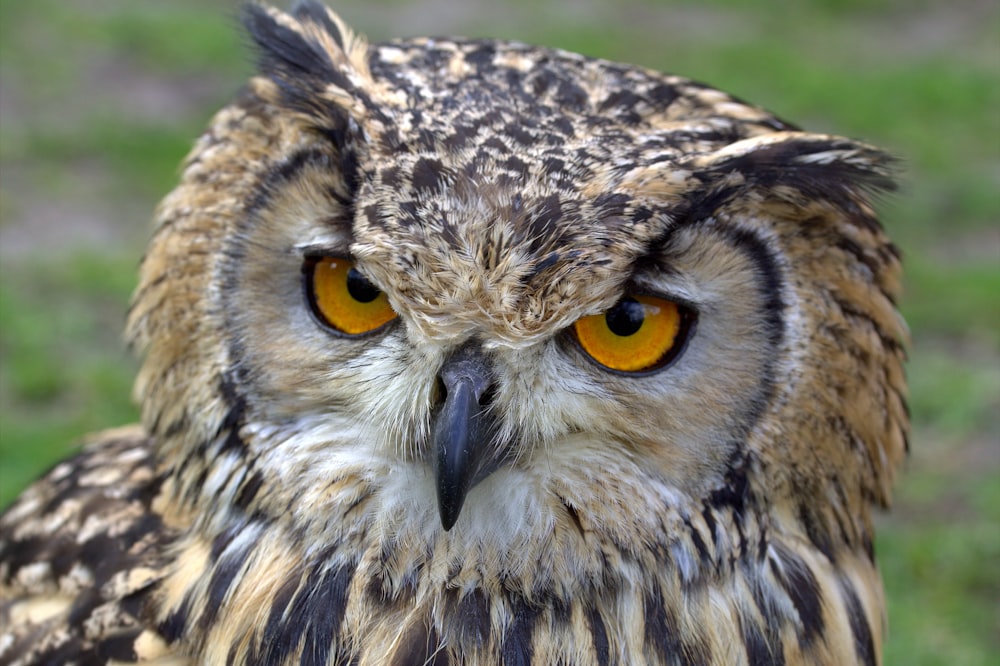 a close up of an owl with yellow eyes