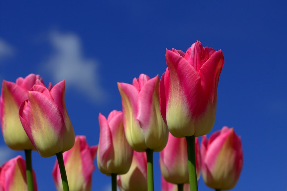 a group of pink tulips with a blue sky in the background