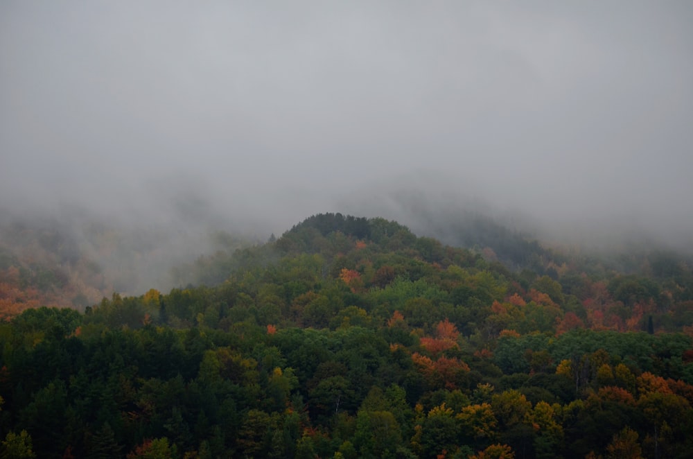 a mountain covered in fog with trees in the foreground