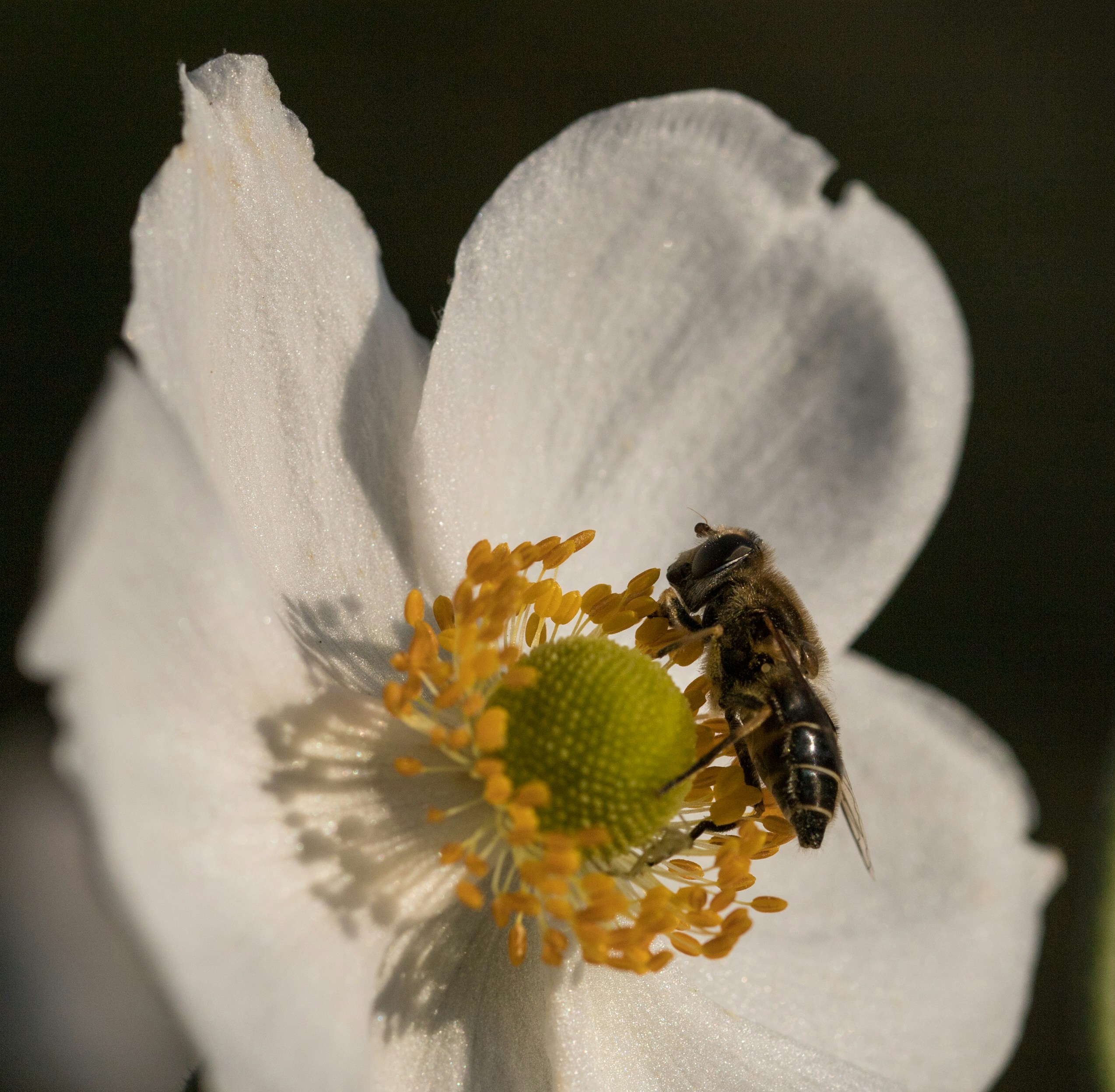 Pollination Services