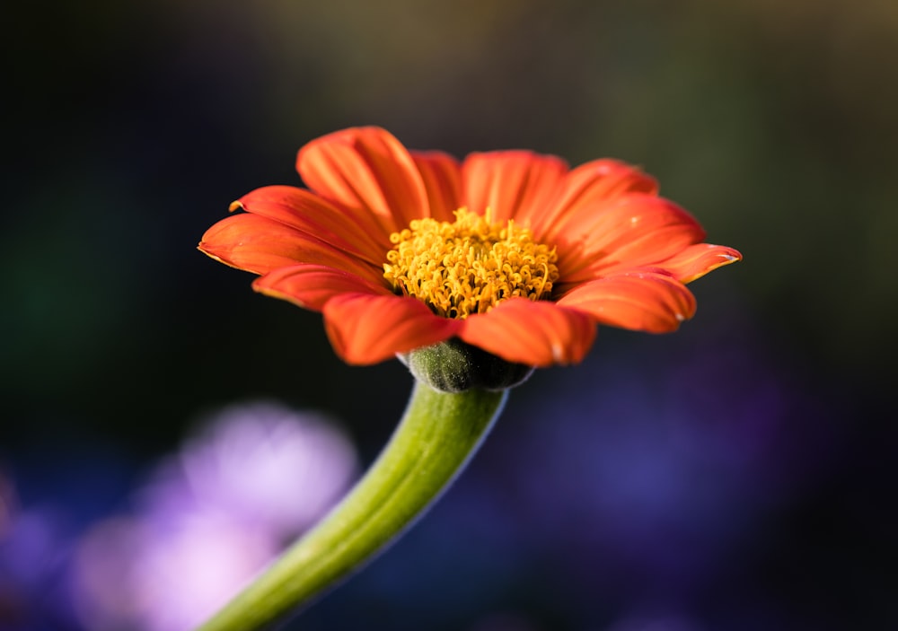 uma flor laranja brilhante com um caule verde