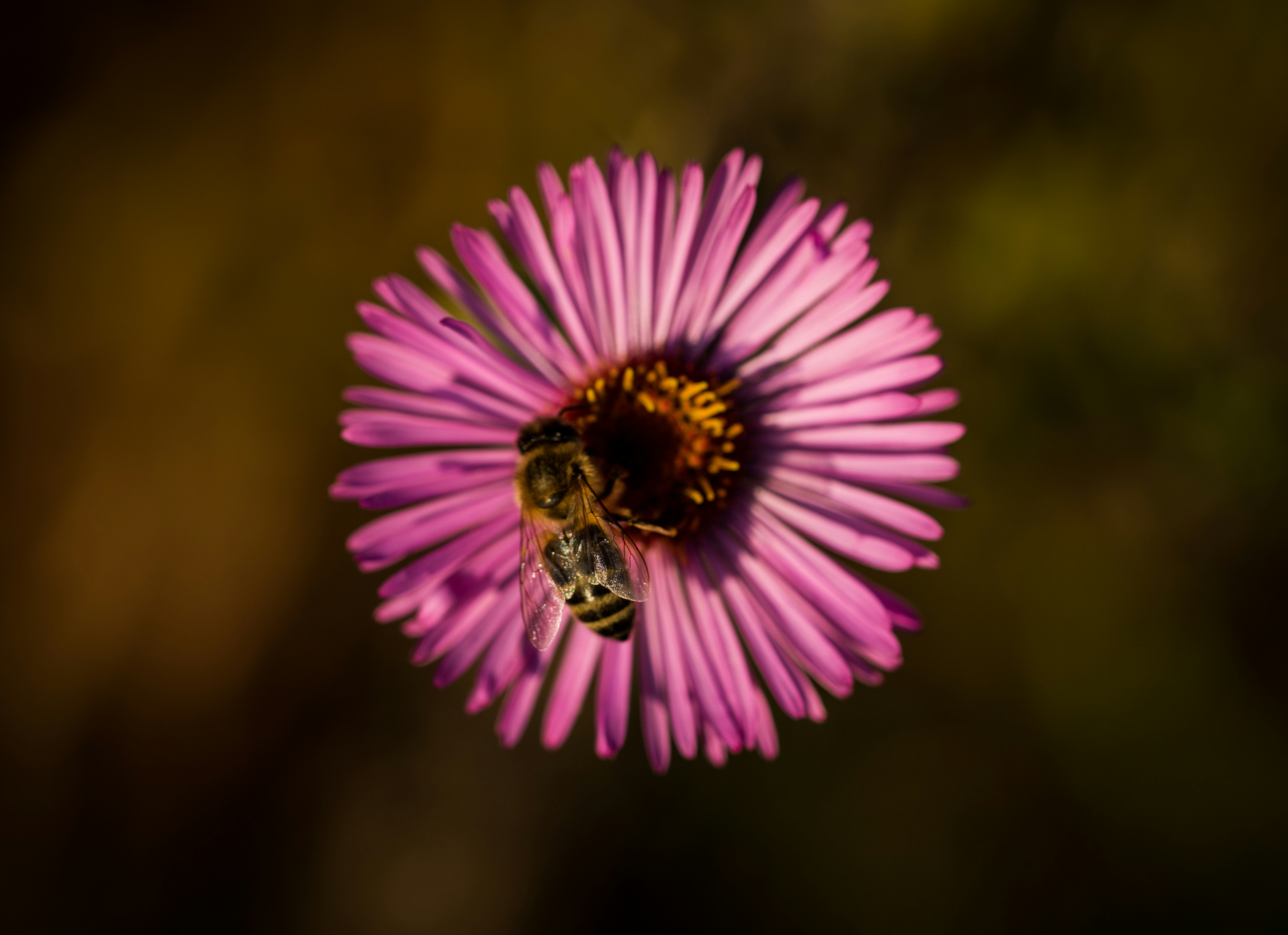 Photo by hdbernd