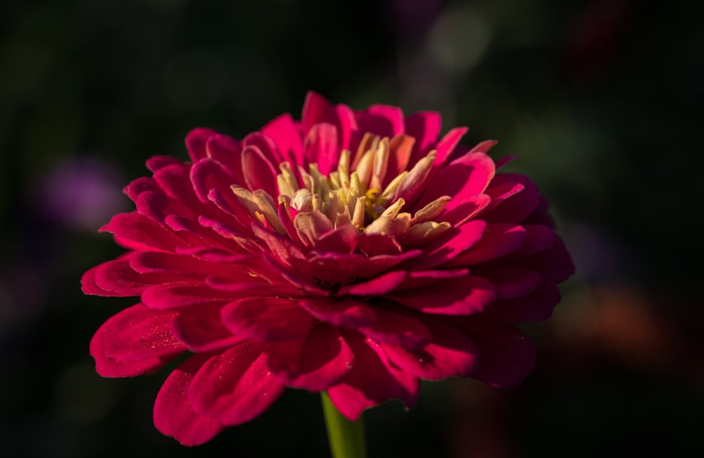 a close up of a red flower with a blurry background