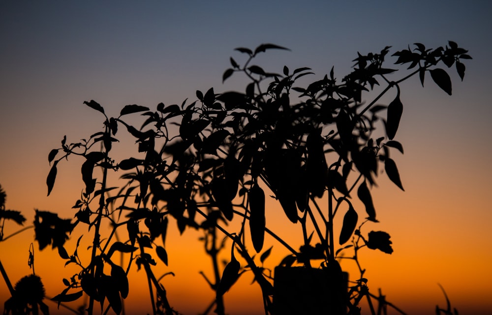 the silhouette of a tree against a sunset