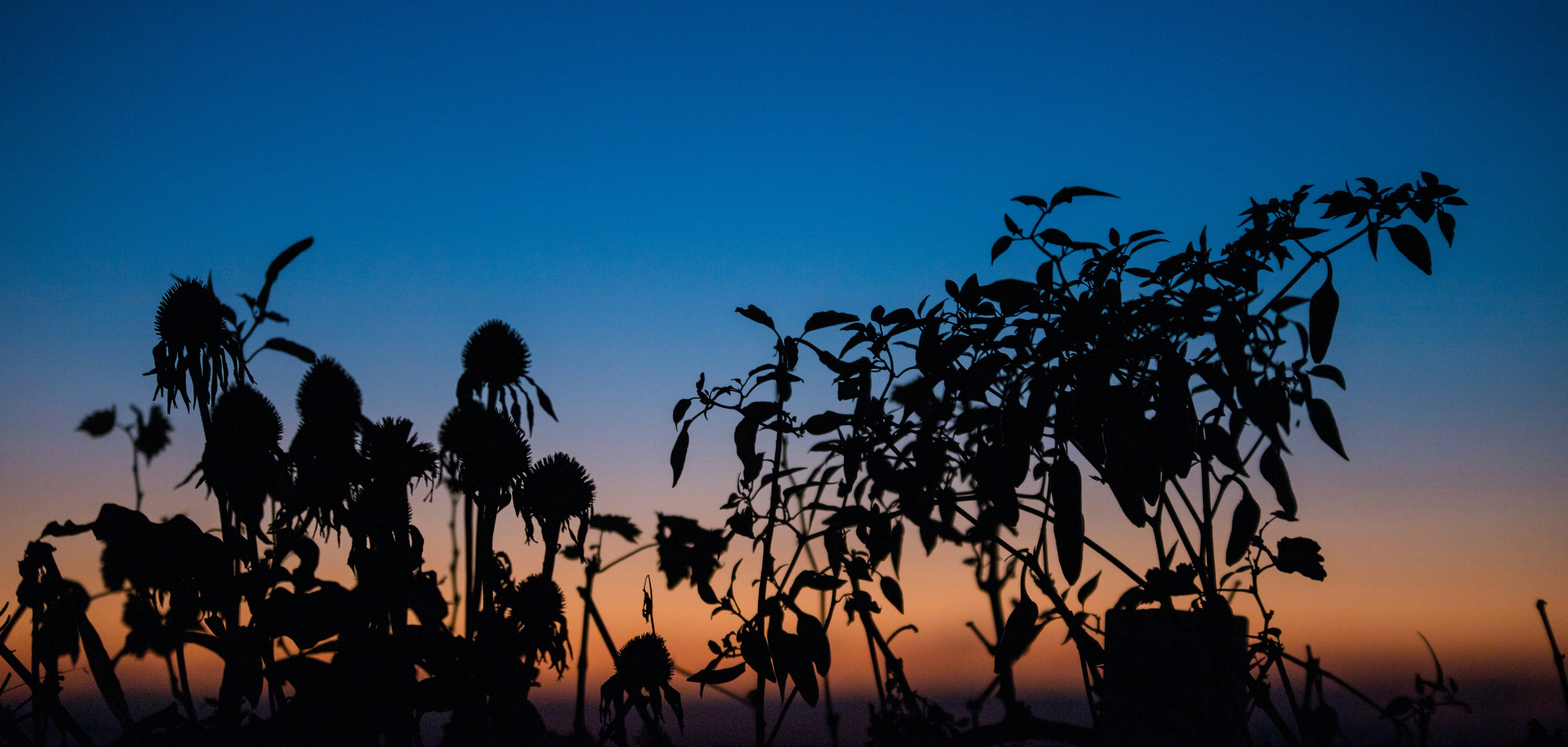 Photo by hdbernd