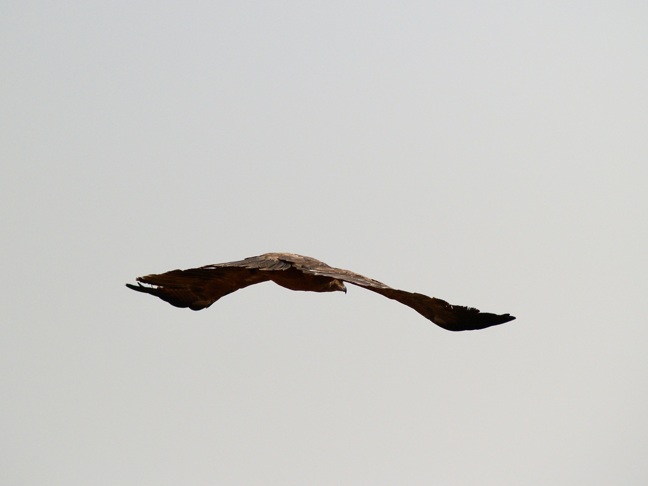 Photo by peterburdon