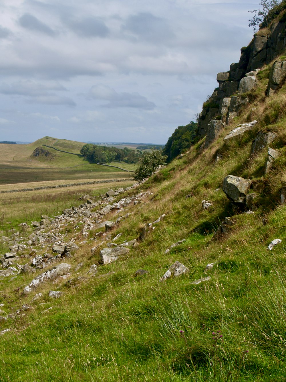 a sheep standing on top of a lush green hillside