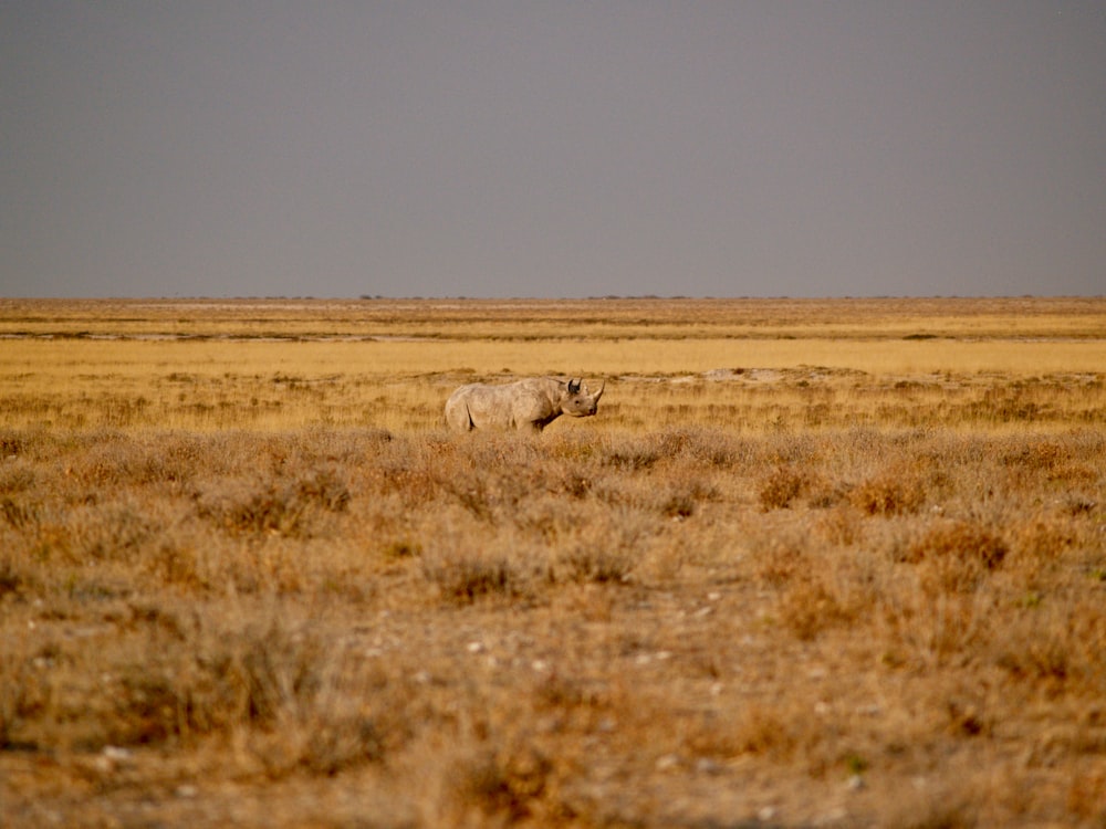 a lone sheep is standing in the middle of a field
