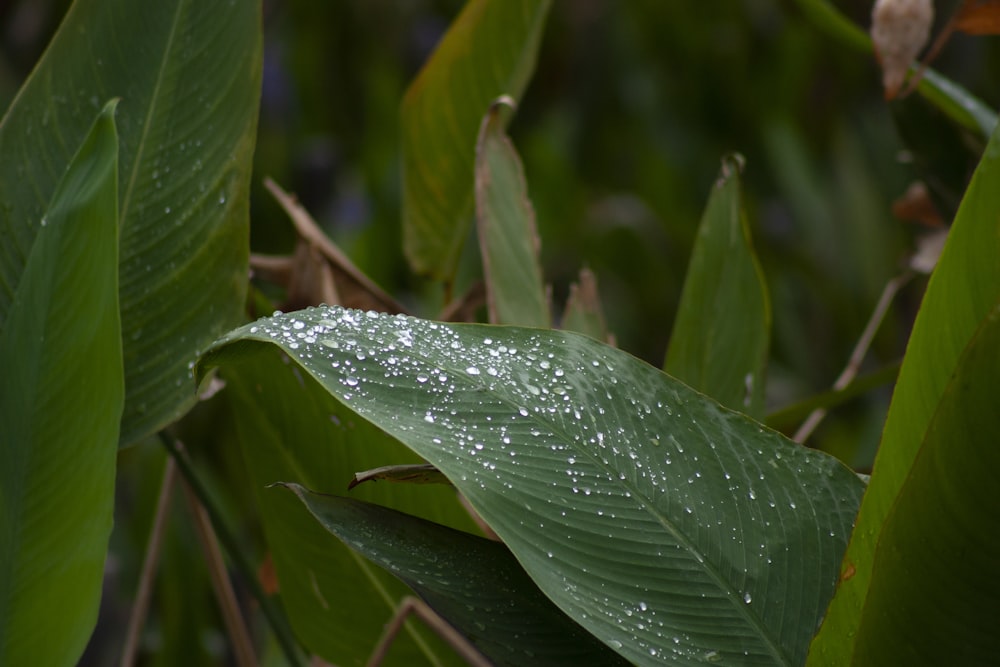 a green leaf with water droplets on it