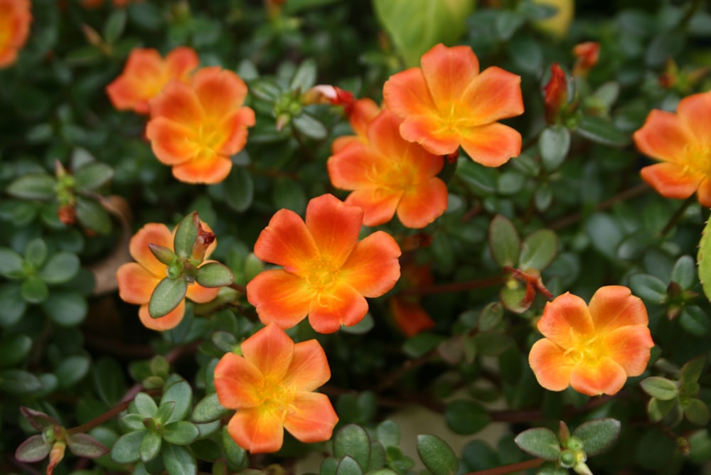 a group of orange flowers with green leaves