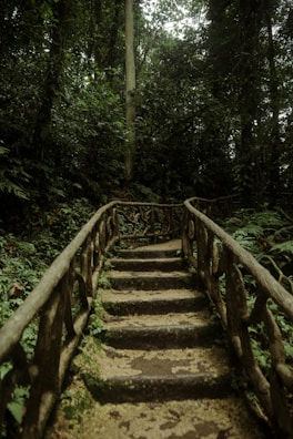 a set of stairs in the middle of a forest