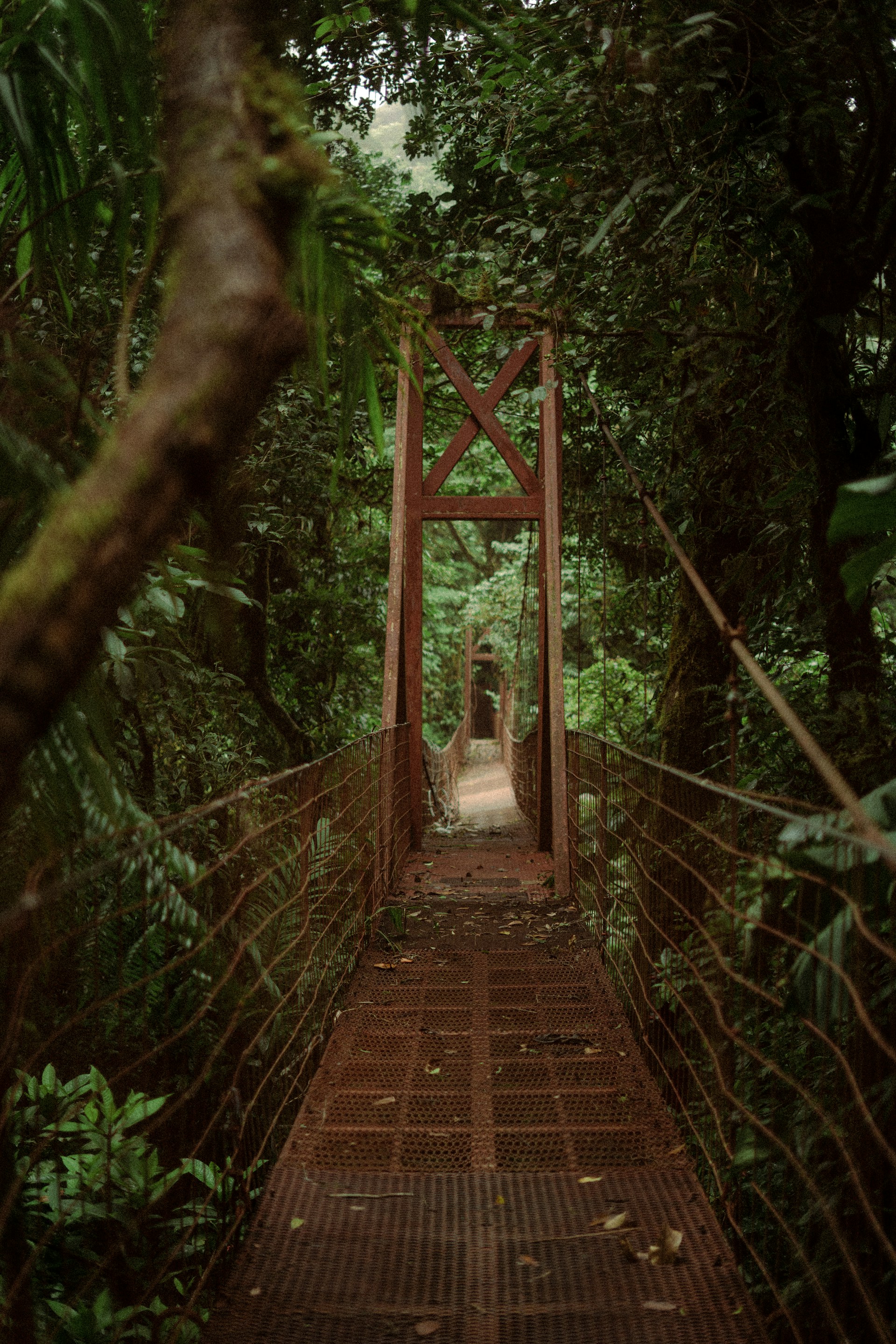 a wooden bridge in the middle of a forest