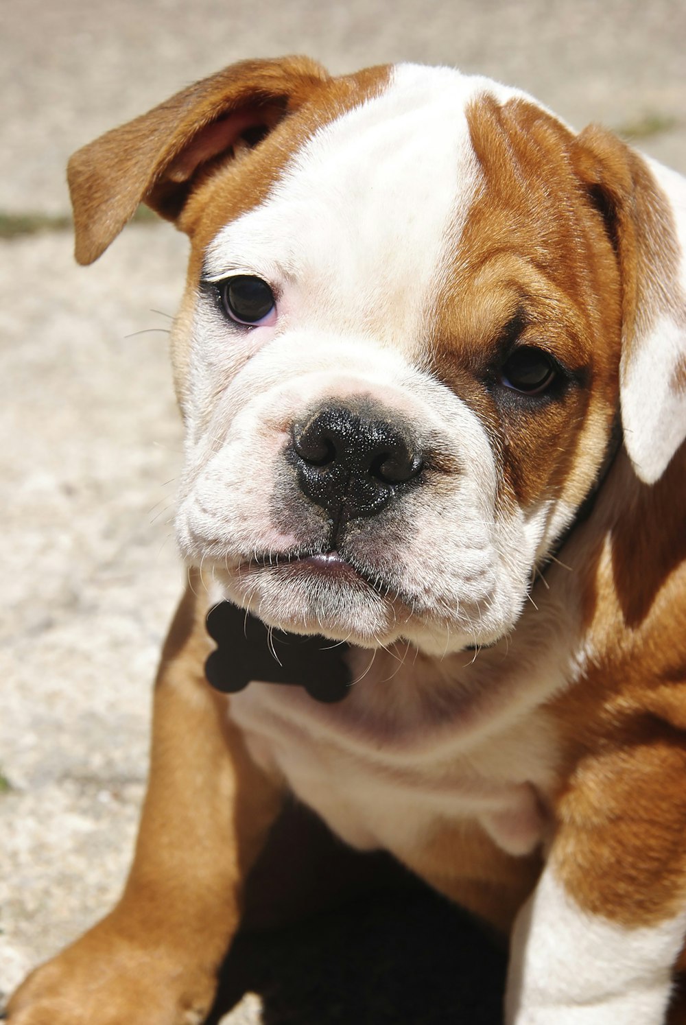 a small brown and white dog laying on the ground