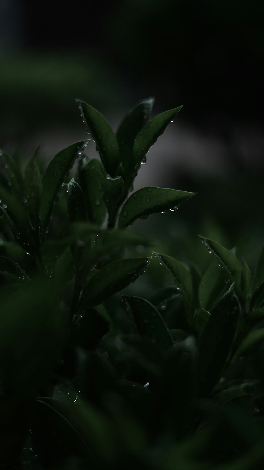 a close up of a plant with water droplets on it