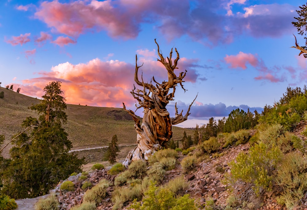 un albero che sta in piedi nell'erba