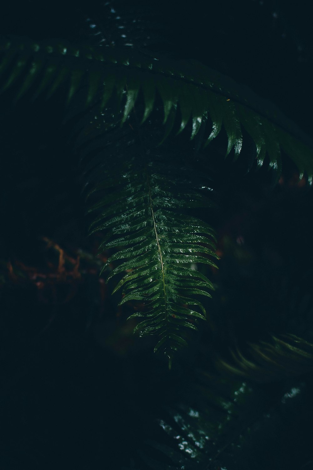 um close up de uma folha verde no escuro