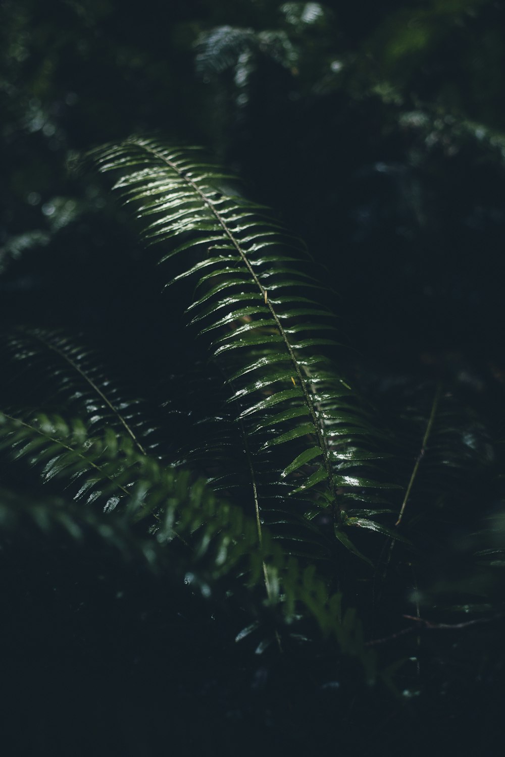 a close up of a fern leaf in the dark