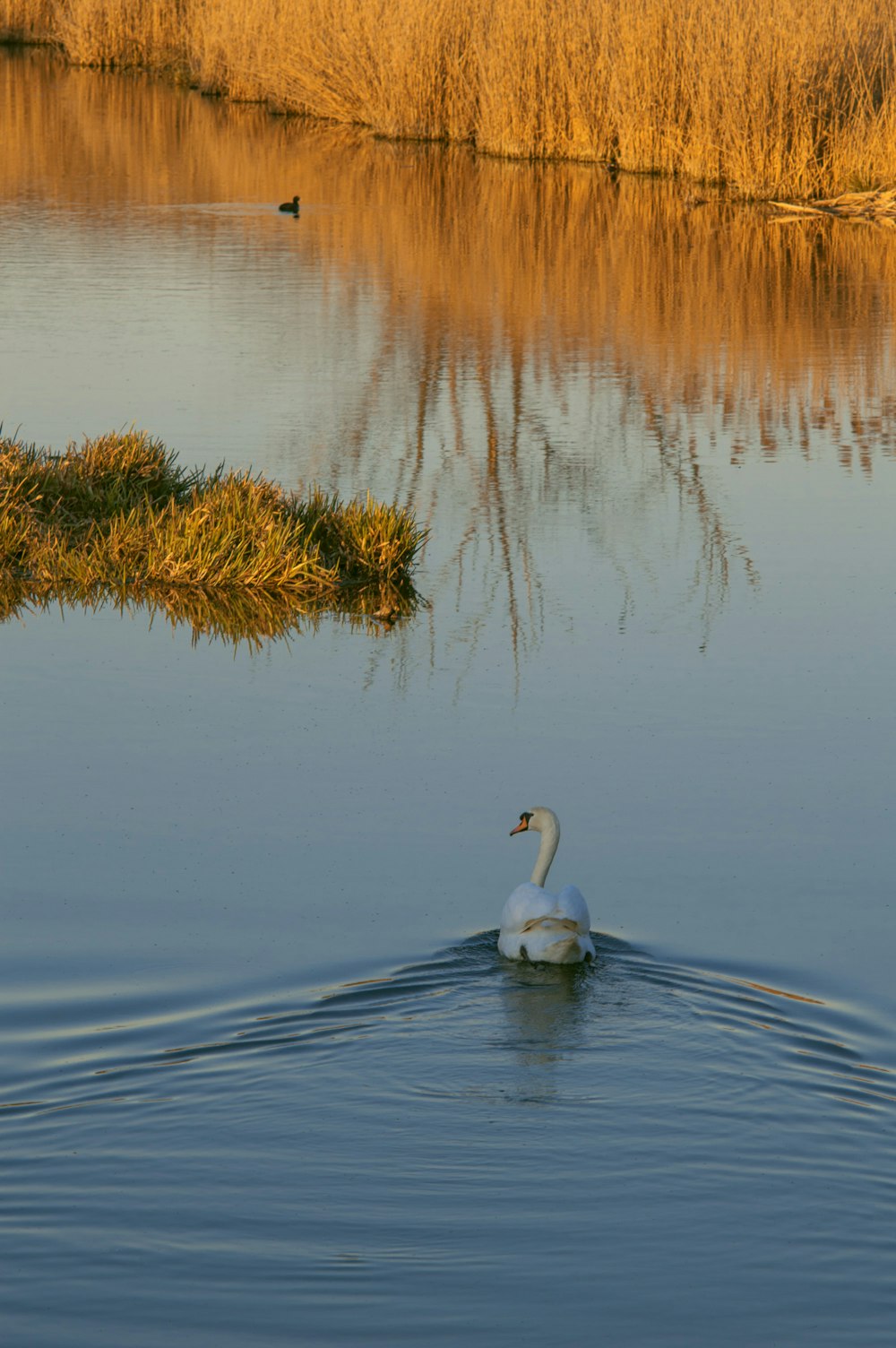 a white swan floating on top of a body of water