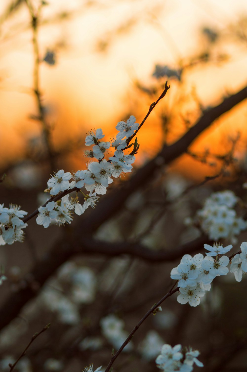 a branch of a tree with white flowers