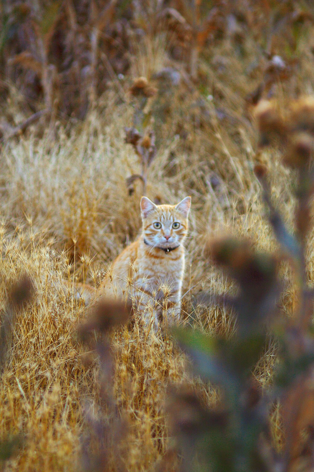 un gatto seduto in un campo di erba alta