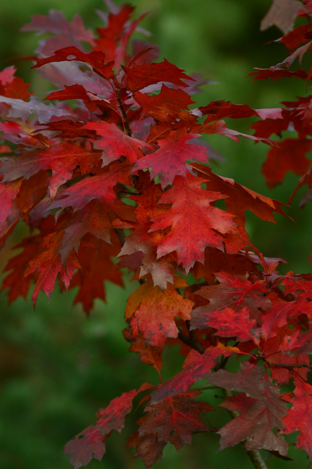 a tree with red leaves in the fall