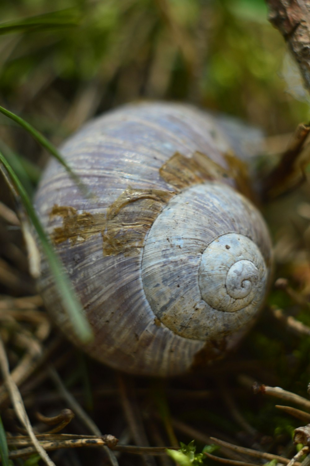 a close up of a snail on the ground