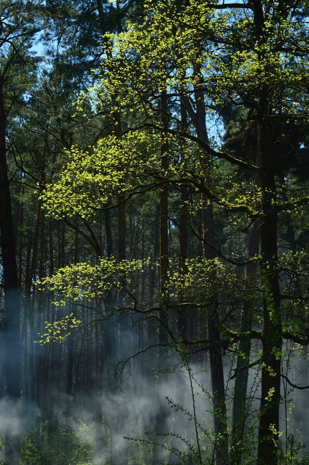 a forest filled with lots of trees covered in fog